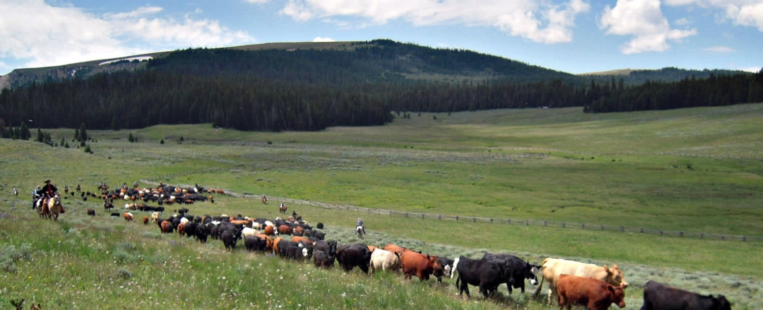 Double Rafter Cattle Drives, Sheridan, Wy, Wyoming (landscape)