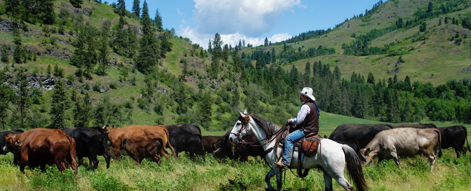 Bull Hill Ranch, Kettle Falls, WA, Washington (landscape)